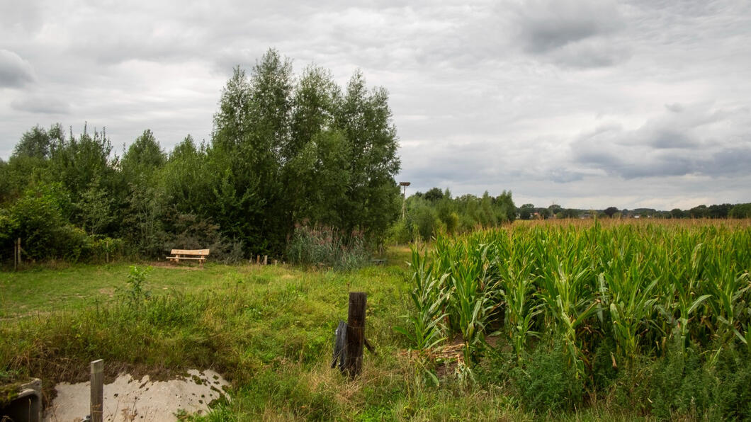 Groene weide met boompjes en klein slootje