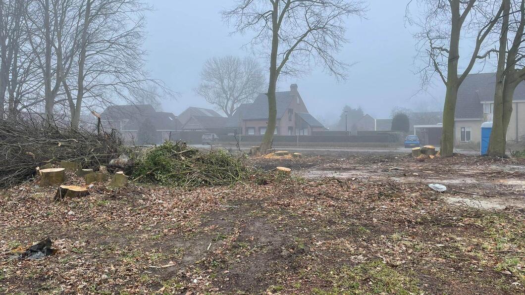Natuur met gekapte en niet gekapte bomen. Op de achtergrond staan enkele huizen en de blauwe lucht