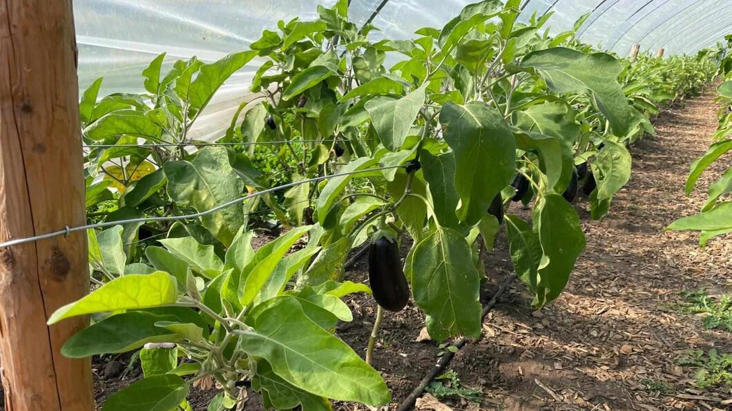 Aubergineplanten in kas