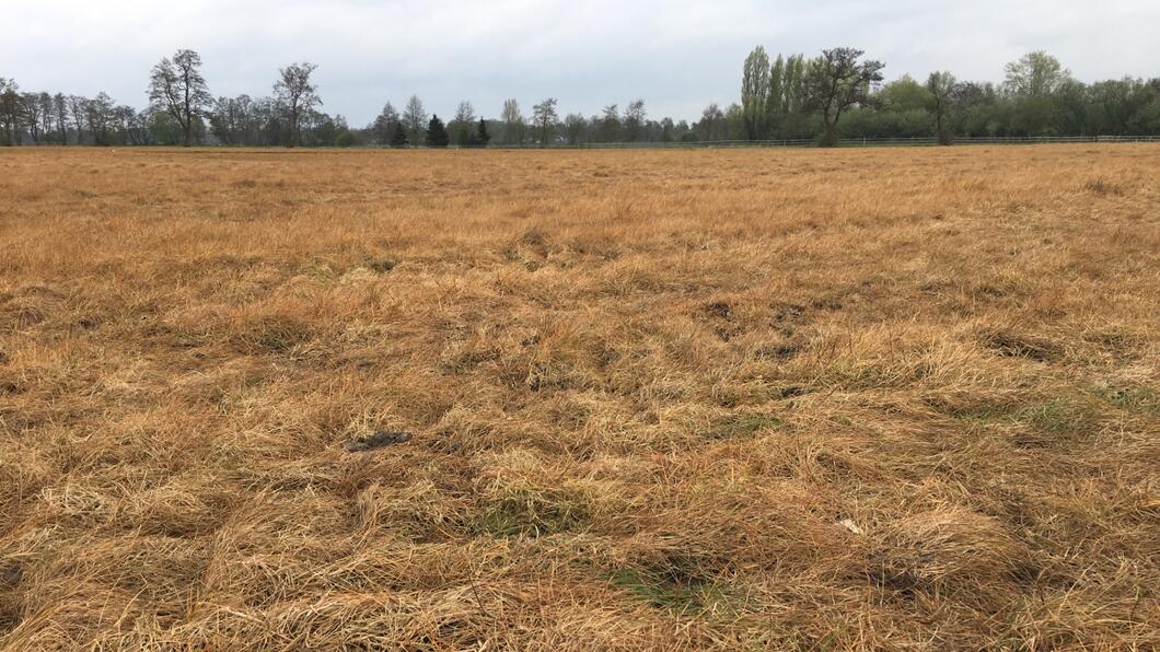 Een geel weiland door glyfosaat