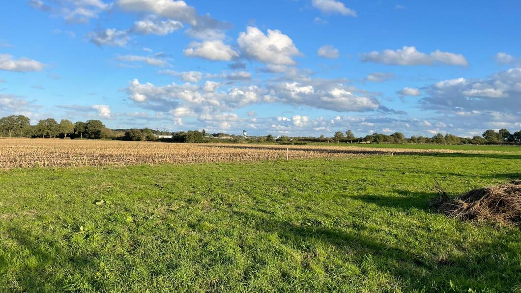Weiland naast het vliegveld. Een groen veld met een blauwe hemellucht, op de achtergrond zijn nog wat bomen te zien