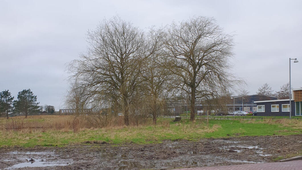 Bomen aan de Borchsingel in Eelderwolde