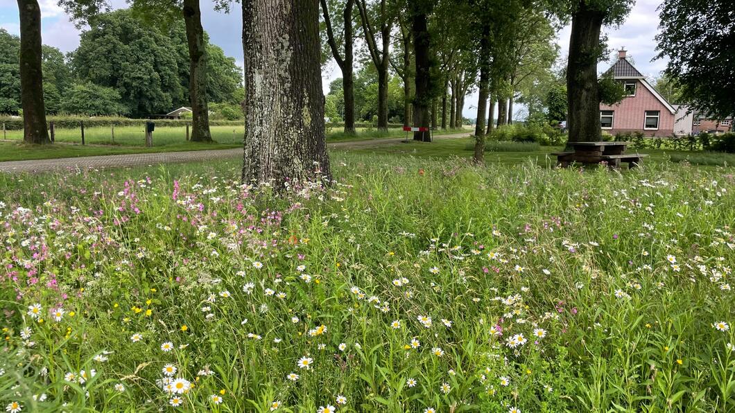 Een mooie berm vol met bloemetjes en natuur