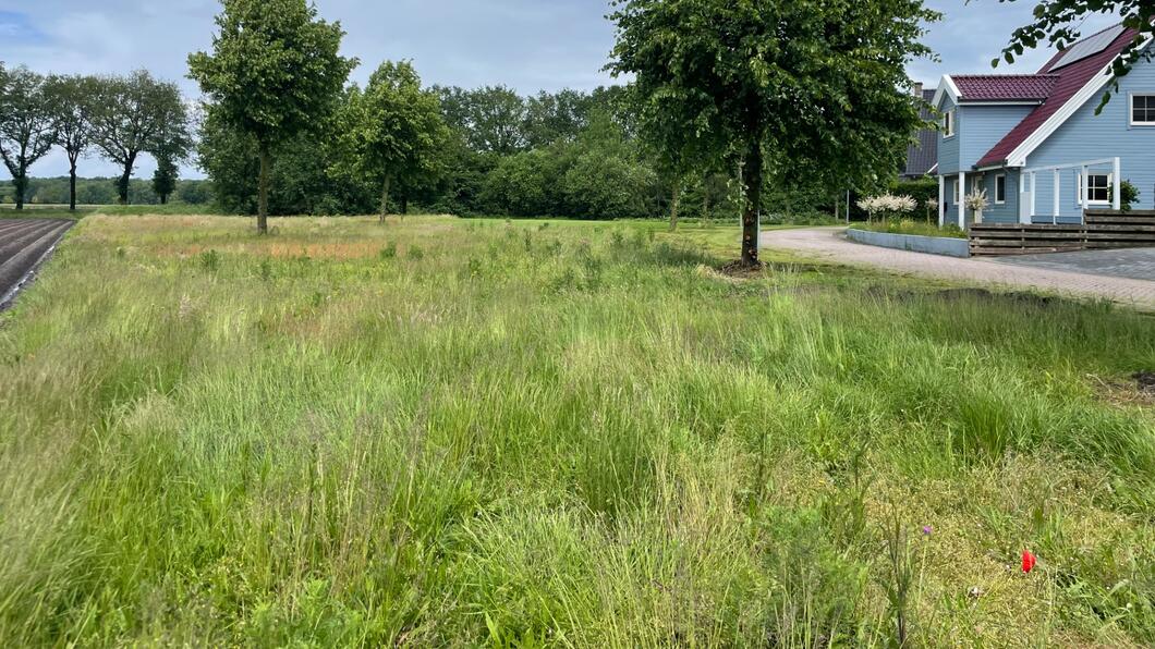 Een groene berm met gras 