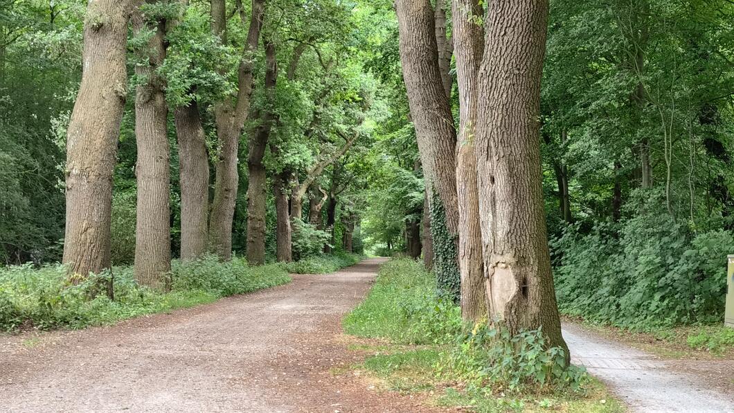 Een openbare ruimte: Het laarwoudbos in Zuidlaren. Een mooi stuk natuur met bomen en groen