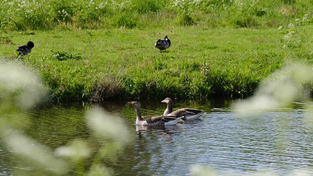 Eenden in de polder - Geen jacht in Tynaarlo
