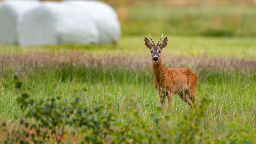 Een hertje in een weiland 