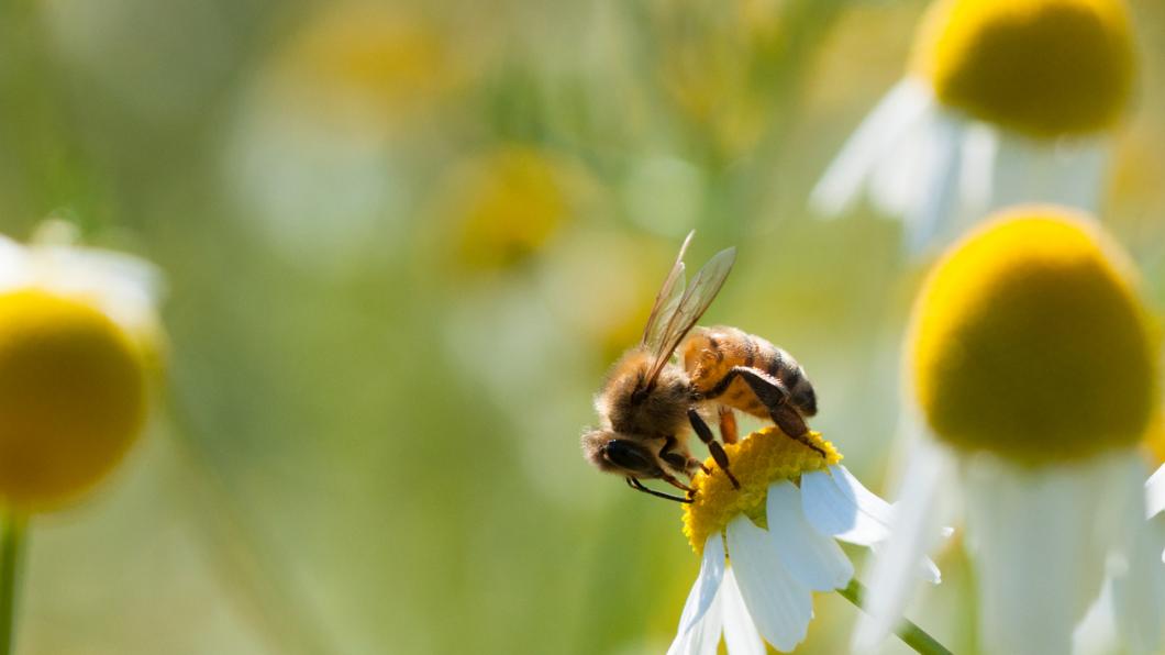 biodiversiteit