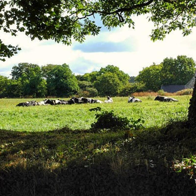 groen landschap met weiland, rustende koeien en een grote boom op de voorgrond
