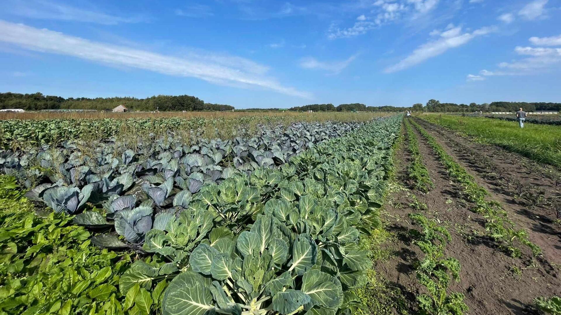 Een veld met verschillende soorten kool