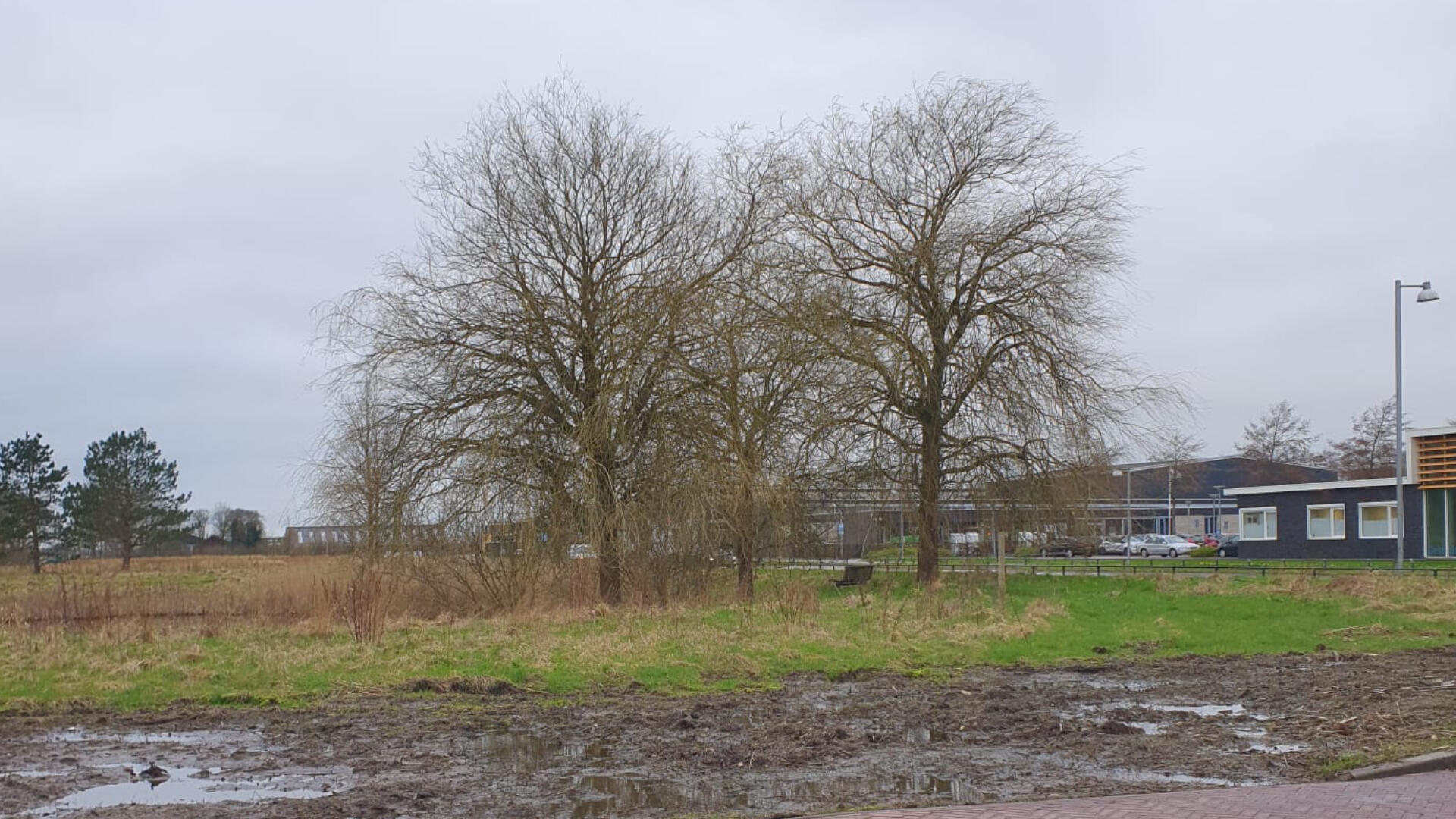 Bomen aan de Borchsingel in Eelderwolde