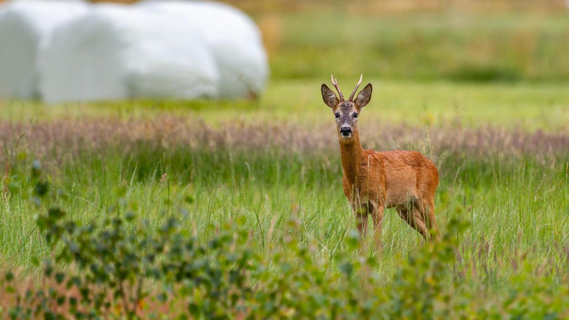 Een hertje in een weiland 